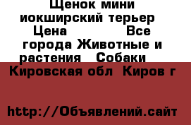 Щенок мини иокширский терьер › Цена ­ 10 000 - Все города Животные и растения » Собаки   . Кировская обл.,Киров г.